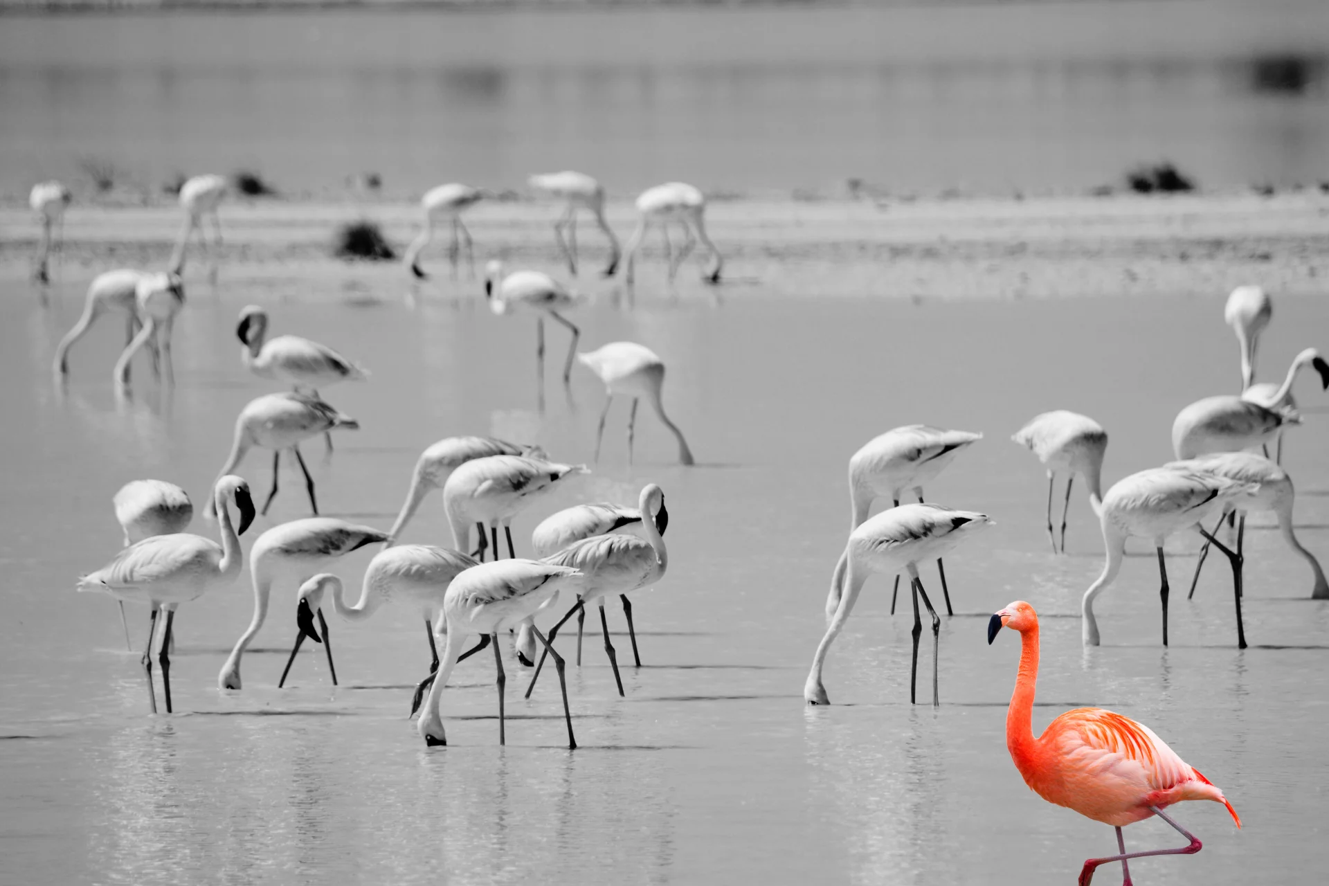 Mere-Exposure-Effekt. Das Bild zeigt einen Flamingo Schwarm an einem See